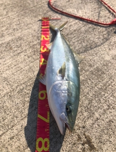 メジロの釣果