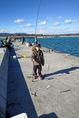 マイワシの釣果