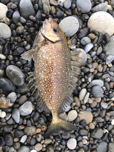 アイゴの釣果