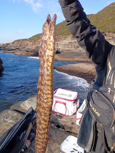 ウツボの釣果