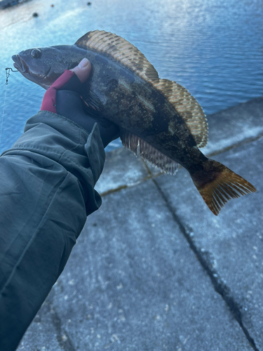 アイナメの釣果