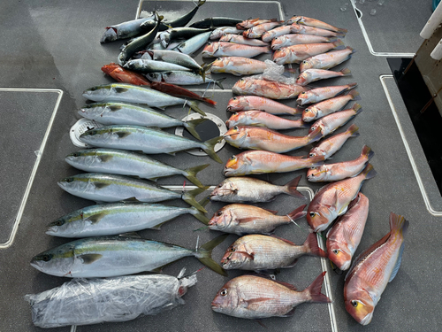 アマダイの釣果