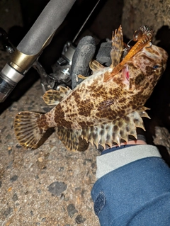 タケノコメバルの釣果