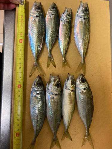 アジの釣果