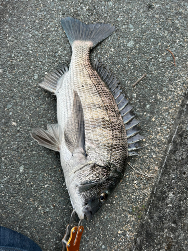 チヌの釣果