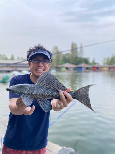 ナマズの釣果