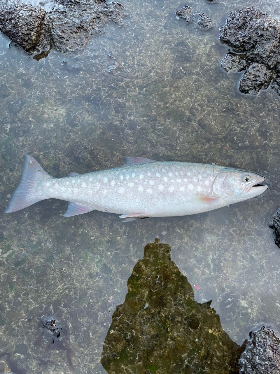 アメマス