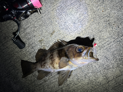 シロメバルの釣果