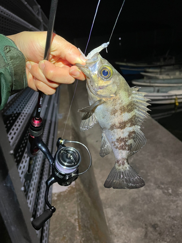 メバルの釣果