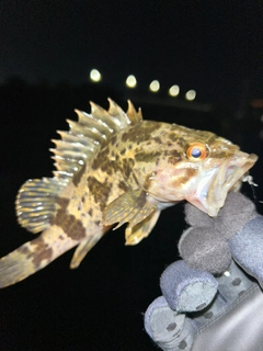 タケノコメバルの釣果