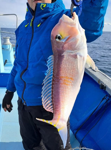 アマダイの釣果