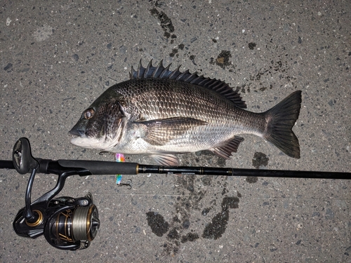 チヌの釣果