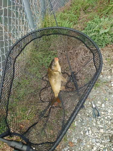 コイの釣果