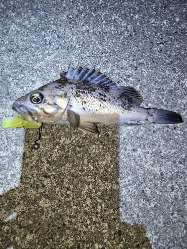 クロソイの釣果