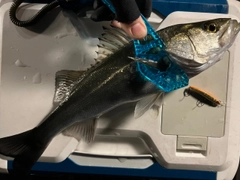 シーバスの釣果