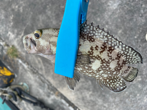 ナミハタの釣果