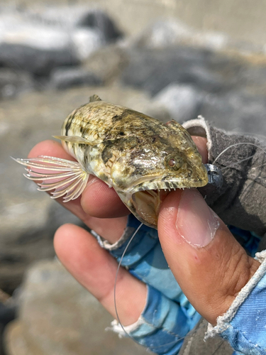 エソの釣果