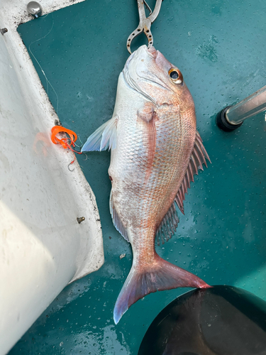 マダイの釣果