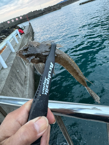 メゴチの釣果