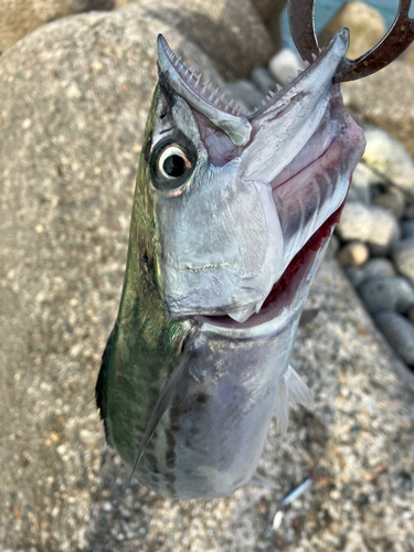 サゴシの釣果