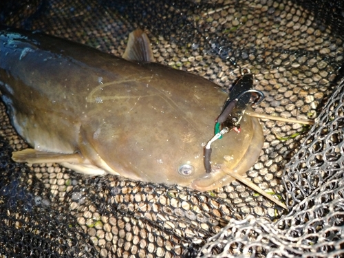 マナマズの釣果