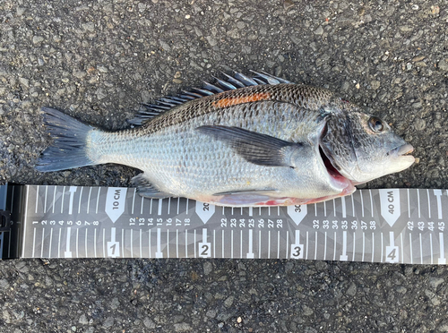 チヌの釣果