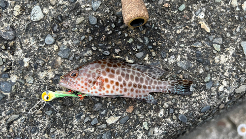 オオモンハタの釣果