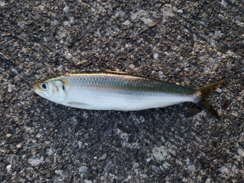 タイの釣果