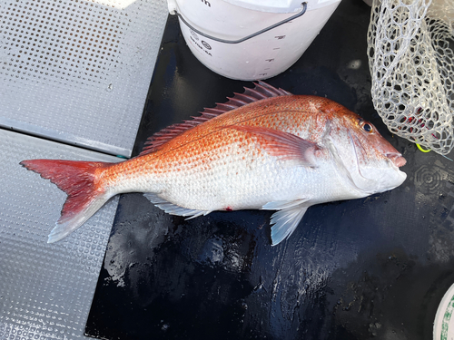 マダイの釣果