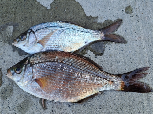 マタナゴの釣果