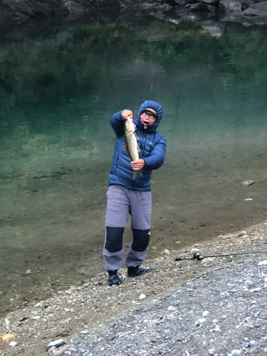 ニゴイの釣果