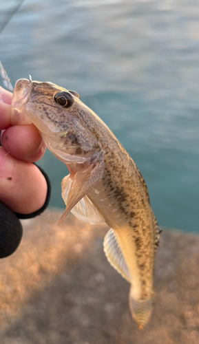 ハゼの釣果