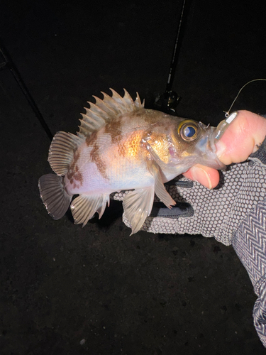 シロメバルの釣果