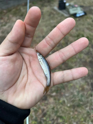 クチボソの釣果