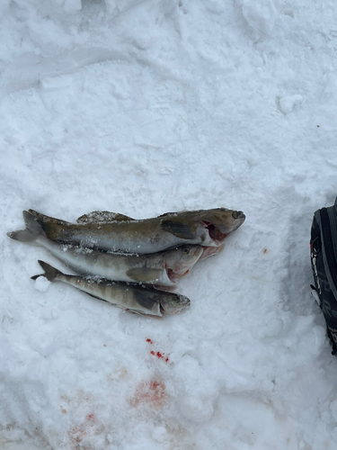 ホッケの釣果