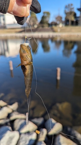 ヌマチチブの釣果