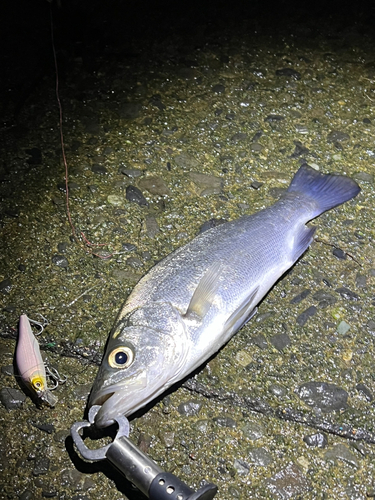 セイゴ（ヒラスズキ）の釣果