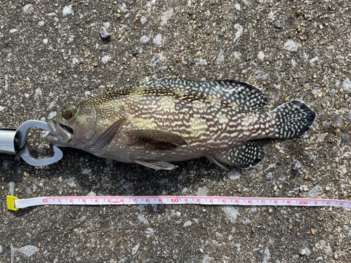 ナミハタの釣果