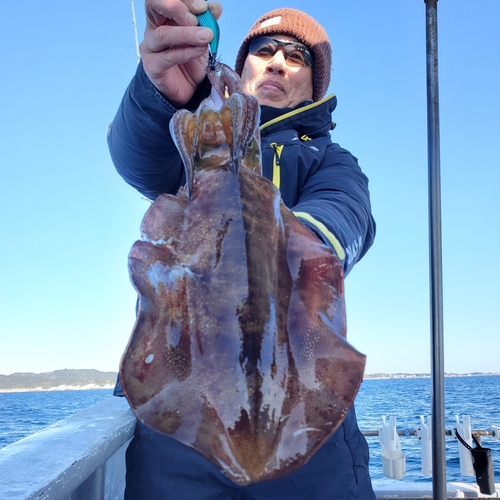 アオリイカの釣果