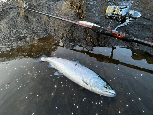 サクラマスの釣果