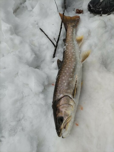 アメマスの釣果