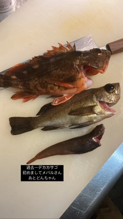 カサゴの釣果