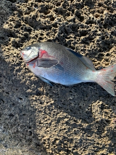 メジナの釣果