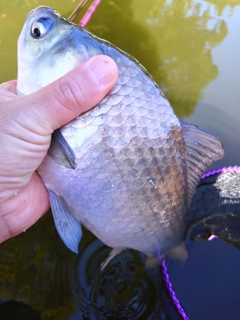 ヘラブナの釣果