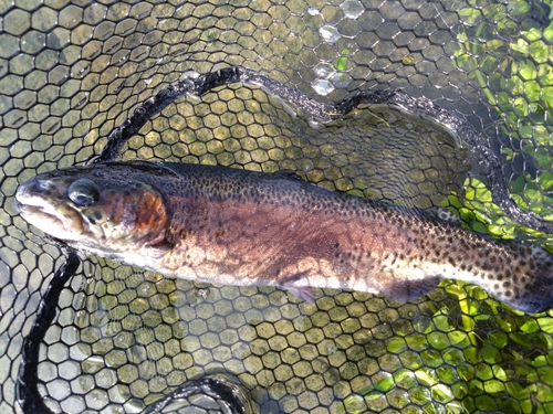 ニジマスの釣果