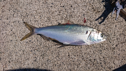 コノシロの釣果