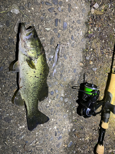 ブラックバスの釣果