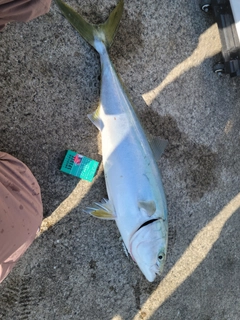 ブリの釣果