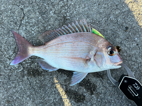 マダイの釣果