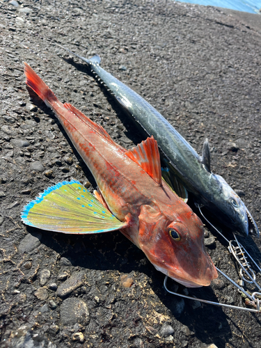 ホウボウの釣果